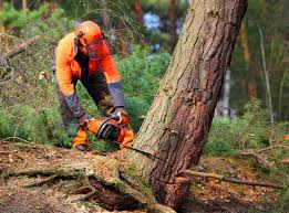 Best Tree Removal Services  in Mcclure, PA